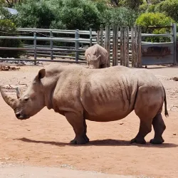 Monarto Safari Park - Murray Bridge
