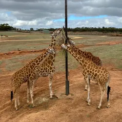 Monarto Safari Park - Murray Bridge