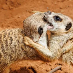 Monarto Safari Park - Murray Bridge