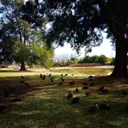 Bakers Lagoon Nature Reserve - Muswellbrook