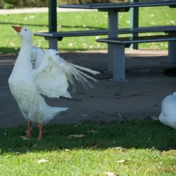 Bakers Lagoon Nature Reserve - Muswellbrook