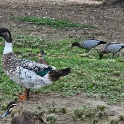Bakers Lagoon Nature Reserve - Muswellbrook