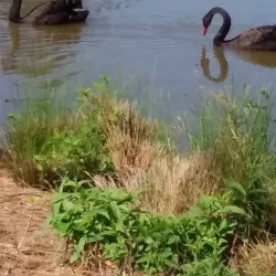 Bakers Lagoon Nature Reserve - Muswellbrook
