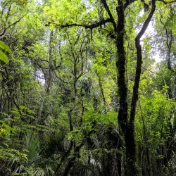 Bushy Park Forest Reserve - New Norfolk