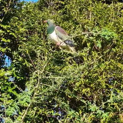 Bushy Park Forest Reserve - New Norfolk