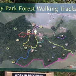 Bushy Park Forest Reserve - New Norfolk