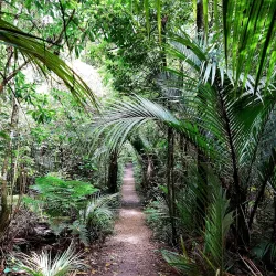 Bushy Park Forest Reserve - New Norfolk