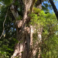 Bushy Park Forest Reserve - New Norfolk