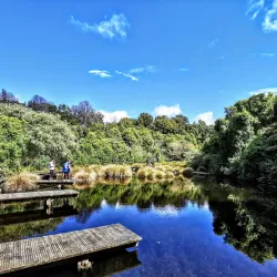 Bushy Park Forest Reserve - New Norfolk