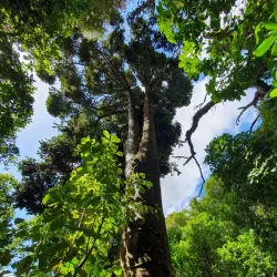 Bushy Park Forest Reserve - New Norfolk
