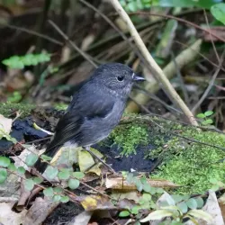 Bushy Park Forest Reserve - New Norfolk