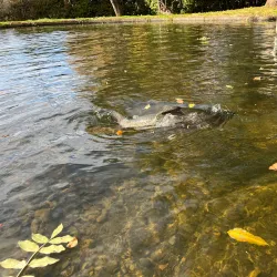 Salmon Ponds Heritage Hatchery - New Norfolk