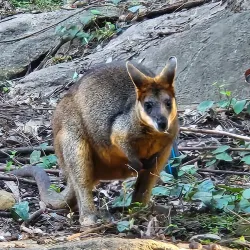 Blackbutt Reserve - Newcastle