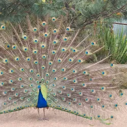 Blackbutt Reserve - Newcastle