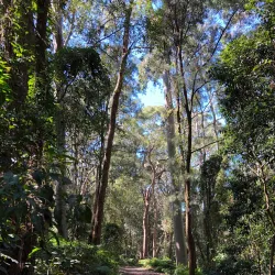 Blackbutt Reserve - Newcastle
