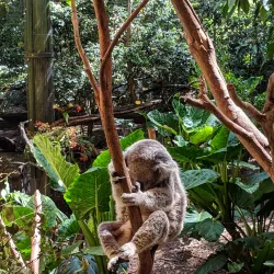 Blackbutt Reserve - Newcastle