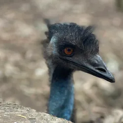 Blackbutt Reserve - Newcastle