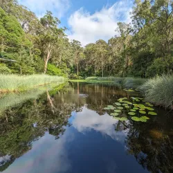 Blackbutt Reserve - Newcastle