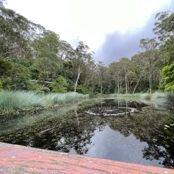 Blackbutt Reserve - Newcastle