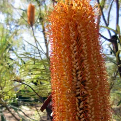 Moreton Bay Regional Botanic Gardens - Ningi