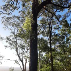 Laguna Lookout - Noosa Heads