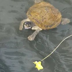 Lakeside Park - North Lakes