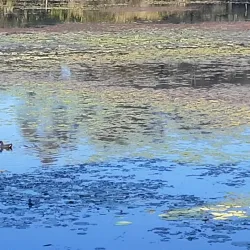 North Lakes Environmental Park - North Lakes