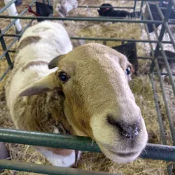 Northam Farmers Market - Northam