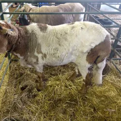 Northam Farmers Market - Northam