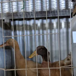 Northam Farmers Market - Northam