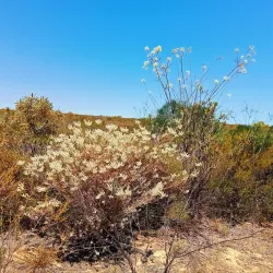 Kalbarri National Park (nearby) - Northampton