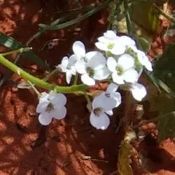 Mount Horner Lookout - Northampton