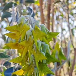 Mount Horner Lookout - Northampton
