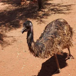 Mount Horner Lookout - Northampton