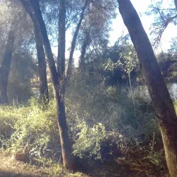 Murchison River - Northampton