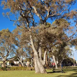 Tanunda Creek Walking Trail - Nuriootpa
