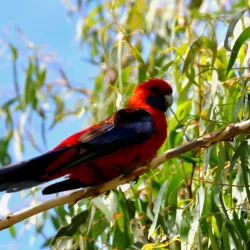 Boree Creek Reserve - Orange
