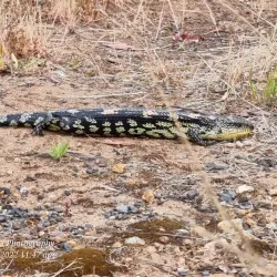 Boree Creek Reserve - Orange
