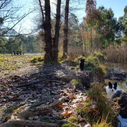 Boree Creek Reserve - Orange