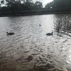 Lake Canobolas - Orange