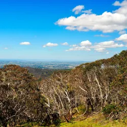 Mount Canobolas - Orange