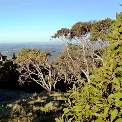 Mount Canobolas - Orange