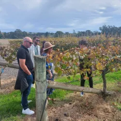 Orange Wine Region - Orange