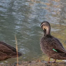 Elsternwick Park - Ormond