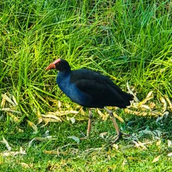Elsternwick Park - Ormond