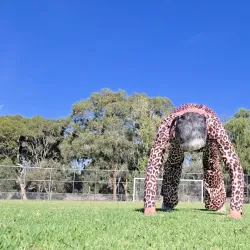 Ormond Park - Ormond