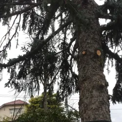 Ormond Park - Ormond