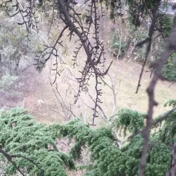 Ormond Park - Ormond