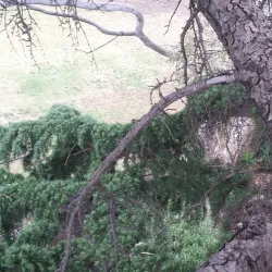 Ormond Park - Ormond