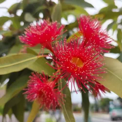 Ormond Tennis Club - Ormond